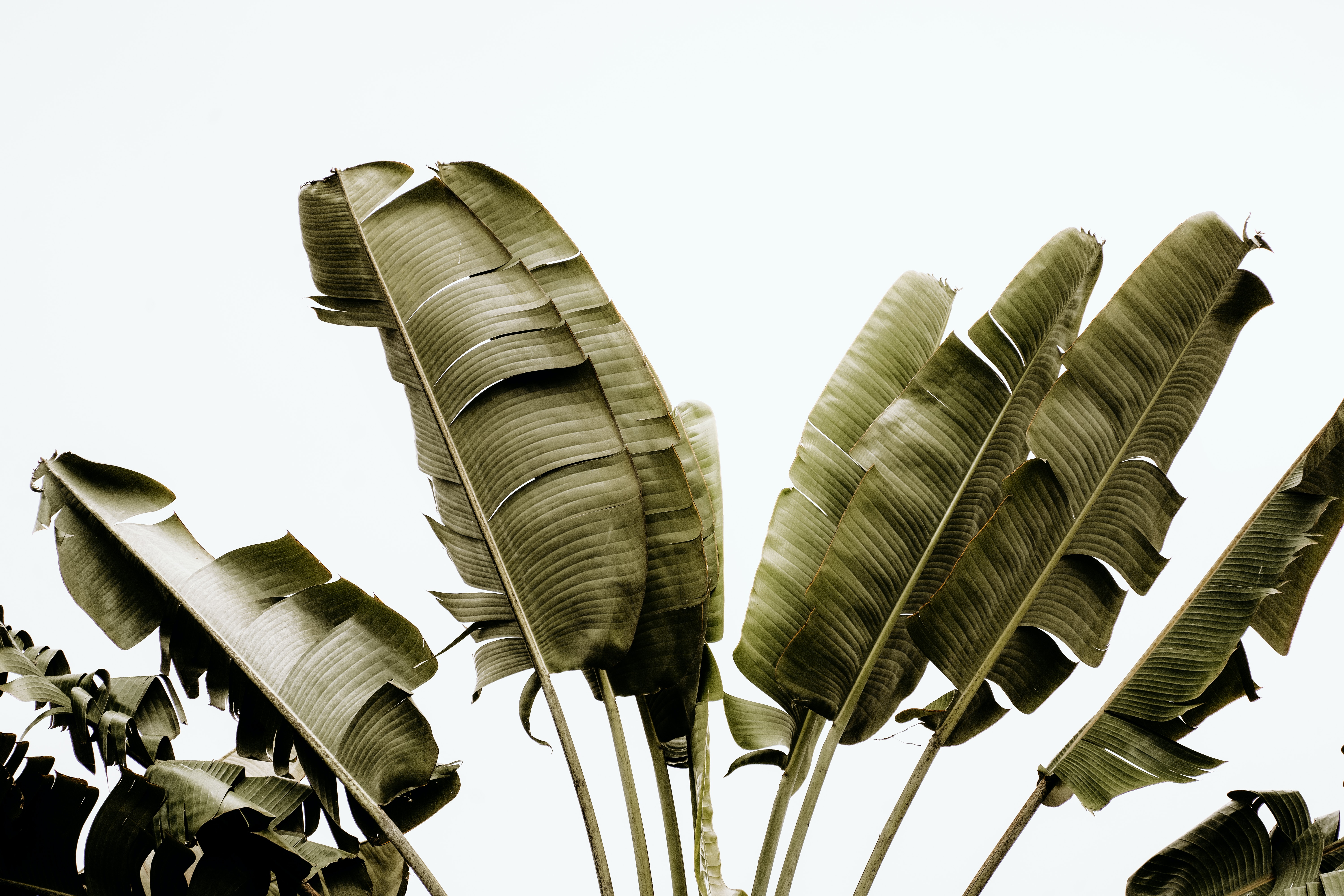 Plants image